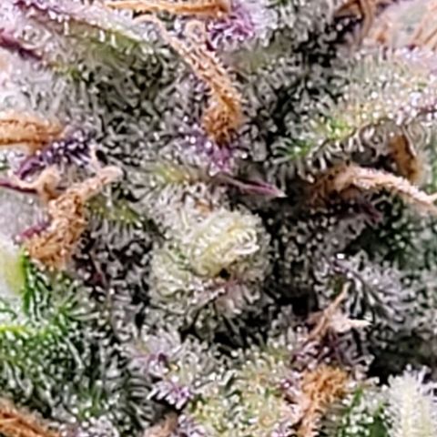 Gelato growlog timeline photo