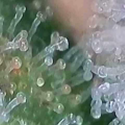 Gelato growlog photo: Laut Trichome , heute Blüte Woche 8 voll , könnte man Ernten , es zeigen sich auch schon Orange Farben Trichome, milchig und glasig ist auch noch gut vorhanden. Morgen früh wird die Auto Pot Schale noch mal mit Wasser gefüllt u dann lass ich sie runter Trocknen u Ernte dann nächste Woche in der mitte der neunten Blüte Woche

