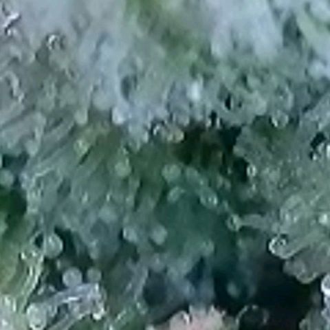 Gelato growlog photo: Laut Trichome , heute Blüte Woche 8 voll , könnte man Ernten , es zeigen sich auch schon Orange Farben Trichome, milchig und glasig ist auch noch gut vorhanden. Morgen früh wird die Auto Pot Schale noch mal mit Wasser gefüllt u dann lass ich sie runter Trocknen u Ernte dann nächste Woche in der mitte der neunten Blüte Woche
