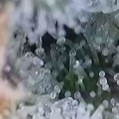 Gelato growlog photo: Laut Trichome , heute Blüte Woche 8 voll , könnte man Ernten , es zeigen sich auch schon Orange Farben Trichome, milchig und glasig ist auch noch gut vorhanden. Morgen früh wird die Auto Pot Schale noch mal mit Wasser gefüllt u dann lass ich sie runter Trocknen u Ernte dann nächste Woche in der mitte der neunten Blüte Woche
