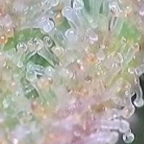 Gelato growlog photo: Laut Trichome , heute Blüte Woche 8 voll , könnte man Ernten , es zeigen sich auch schon Orange Farben Trichome, milchig und glasig ist auch noch gut vorhanden. Morgen früh wird die Auto Pot Schale noch mal mit Wasser gefüllt u dann lass ich sie runter Trocknen u Ernte dann nächste Woche in der mitte der neunten Blüte Woche
