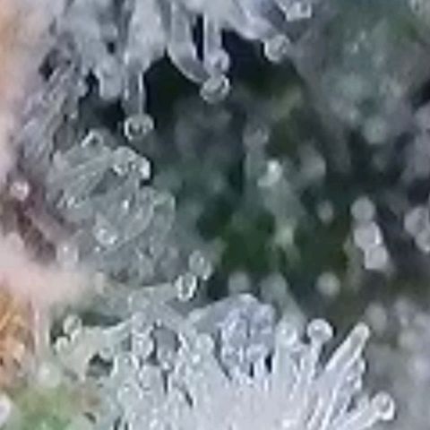 Gelato growlog photo: Laut Trichome , heute Blüte Woche 8 voll , könnte man Ernten , es zeigen sich auch schon Orange Farben Trichome, milchig und glasig ist auch noch gut vorhanden. Morgen früh wird die Auto Pot Schale noch mal mit Wasser gefüllt u dann lass ich sie runter Trocknen u Ernte dann nächste Woche in der mitte der neunten Blüte Woche
