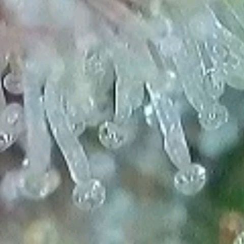 Gelato growlog photo: Laut Trichome , heute Blüte Woche 8 voll , könnte man Ernten , es zeigen sich auch schon Orange Farben Trichome, milchig und glasig ist auch noch gut vorhanden. Morgen früh wird die Auto Pot Schale noch mal mit Wasser gefüllt u dann lass ich sie runter Trocknen u Ernte dann nächste Woche in der mitte der neunten Blüte Woche
