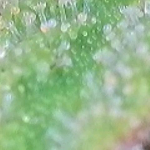 Gelato growlog photo: Laut Trichome , heute Blüte Woche 8 voll , könnte man Ernten , es zeigen sich auch schon Orange Farben Trichome, milchig und glasig ist auch noch gut vorhanden. Morgen früh wird die Auto Pot Schale noch mal mit Wasser gefüllt u dann lass ich sie runter Trocknen u Ernte dann nächste Woche in der mitte der neunten Blüte Woche
