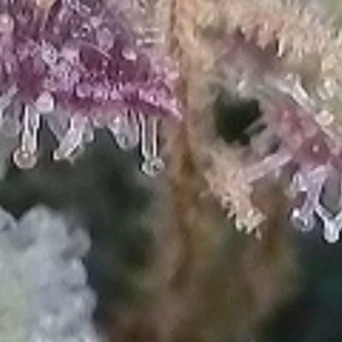 Gelato growlog photo: Laut Trichome , heute Blüte Woche 8 voll , könnte man Ernten , es zeigen sich auch schon Orange Farben Trichome, milchig und glasig ist auch noch gut vorhanden. Morgen früh wird die Auto Pot Schale noch mal mit Wasser gefüllt u dann lass ich sie runter Trocknen u Ernte dann nächste Woche in der mitte der neunten Blüte Woche
