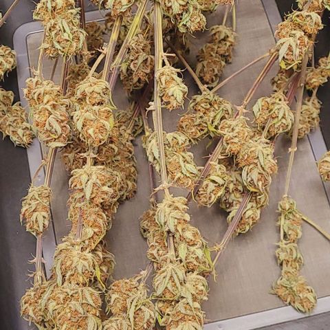 Super Paule Lemon Hase #2 growlog photo: Heute wird getrimmt und in Aushärtung gebracht