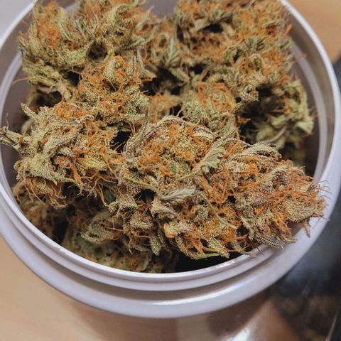 Super Paule Lemon Hase #2 growlog photo: Die erste Dose trocken getrimmte Blüten ist voll