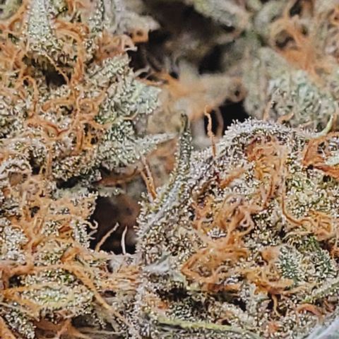 Super Paule Lemon Hase #2 growlog photo: Die erste Dose trocken getrimmte Blüten ist voll