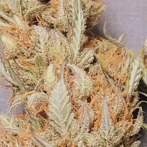 Super Paule Lemon Hase #2 growlog timeline photo