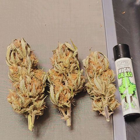 Super Paule Lemon Hase #2 growlog photo: Die letzten 3 zum Trimmen