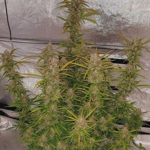 Gelato growlog photo: Habe jetzt die Lampe aus geschaltet und lasse sie bis Morgen Dunkel stehen 