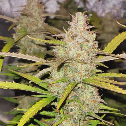 Gelato growlog photo: Habe jetzt die Lampe aus geschaltet und lasse sie bis Morgen Dunkel stehen 