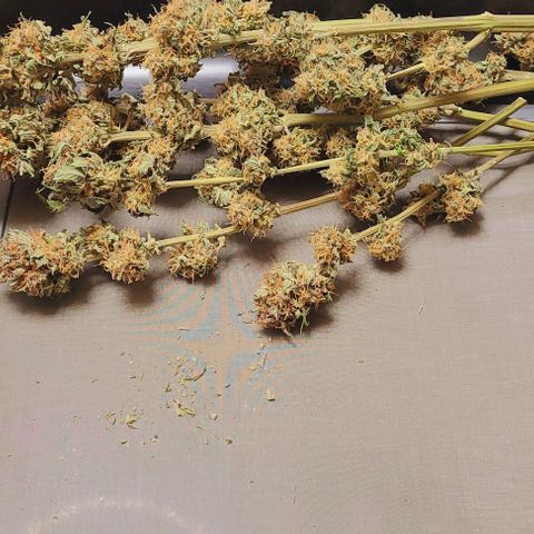 Super Paule Lemon Hase #1 growlog photo: Nun wird noch das bissel Haze 1 getrimmt um auch hier heute die Aushärtung zu starten