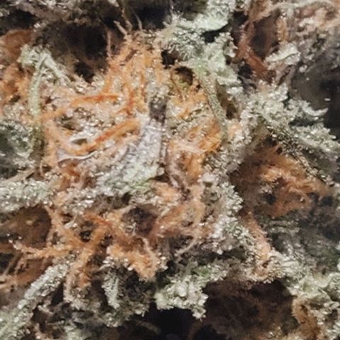 Super Paule Lemon Hase #1 growlog photo: Schon im Glas zur Aushärtung mit Boveda