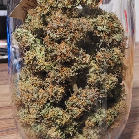 Super Paule Lemon Hase #1 growlog timeline photo