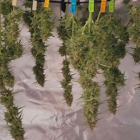 Gelato growlog timeline photo
