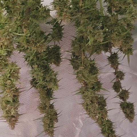 Gelato growlog timeline photo