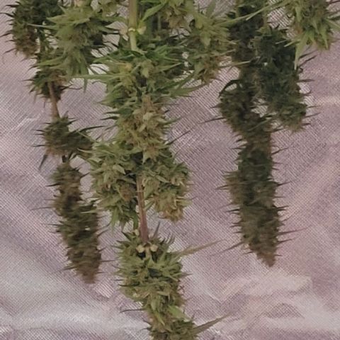 Gelato growlog timeline photo