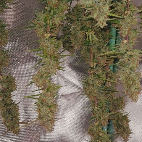 Gelato growlog timeline photo