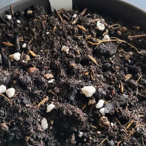 Mexy growlog photo