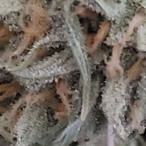 Gelato growlog photo: Heute startet der Trockentrimm.
Teil 1
Ein geiler Duft steigt der TrimBin empor