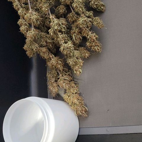 Gelato growlog photo: Heute startet der Trockentrimm.
Teil 1
Ein geiler Duft steigt der TrimBin empor