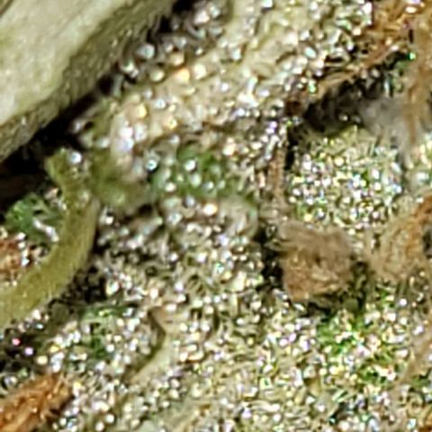 Gelato growlog photo: Geil , unter Blitzlicht ein klitzer aus fast allen Farben 