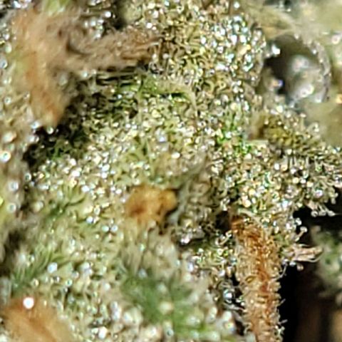 Gelato growlog timeline photo