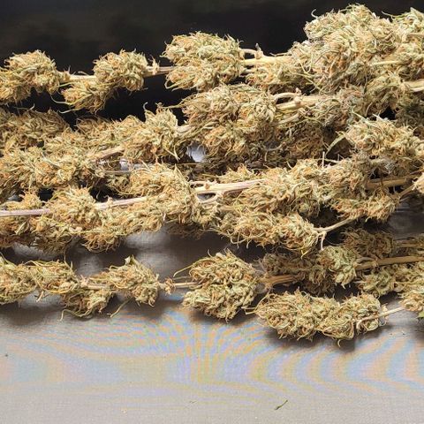 Gelato growlog photo: Teil 2 , oder Tag 2 , Trocken Trimm. Der Rest !