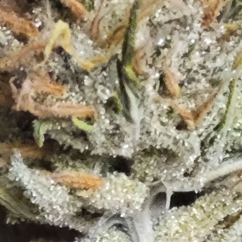 Gelato growlog timeline photo