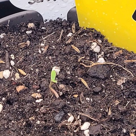 Mexy growlog photo