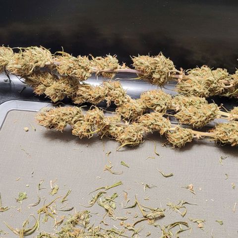 Gelato growlog photo: Das ist der Rest , der jetzt etwas getrimmt und noch ins Glas zur Aushärtung dazu kommt.