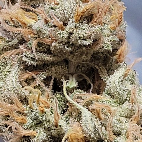 Gelato growlog photo: Das war der Rest und nun ist alles getrimmt