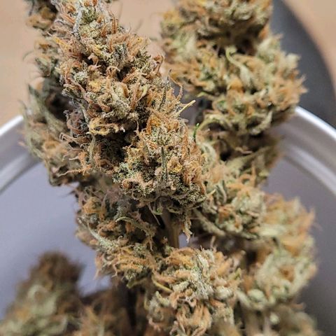 Gelato growlog photo: Das war der Rest und nun ist alles getrimmt