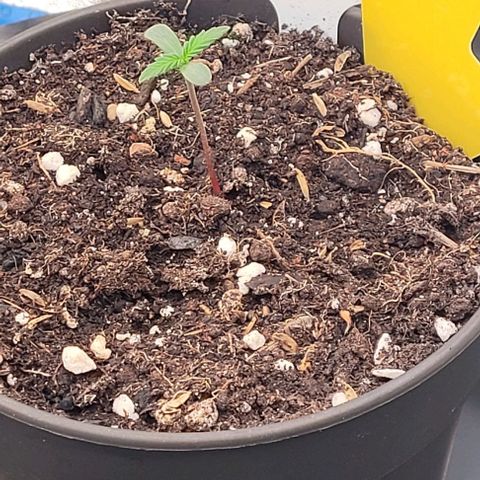 Mexy growlog timeline photo