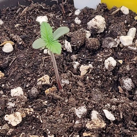 Pearly of Jamaica growlog timeline photo