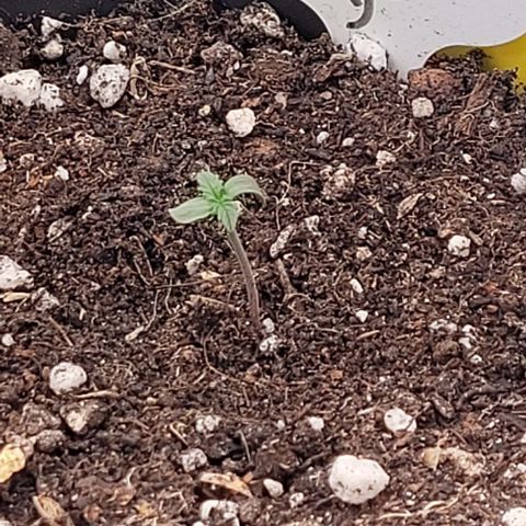 Fast Diesel growlog timeline photo