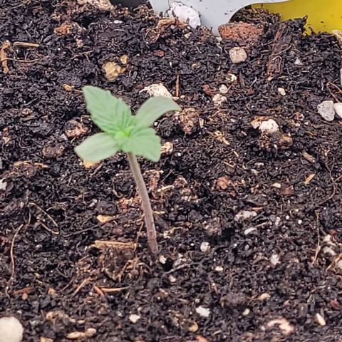 Fast Diesel growlog timeline photo