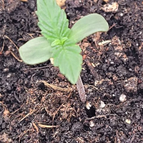 Fast Diesel growlog timeline photo