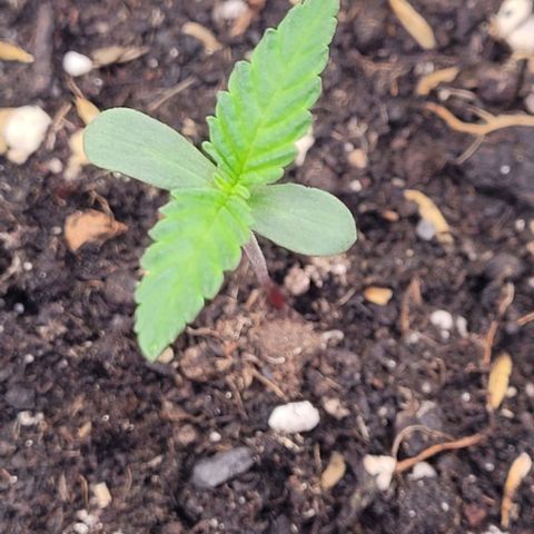Mexy growlog timeline photo