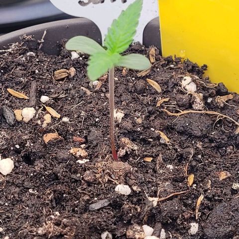Mexy growlog timeline photo