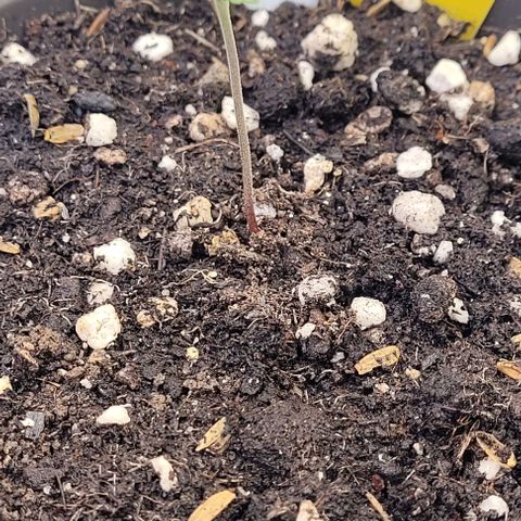 Pearly of Jamaica growlog timeline photo