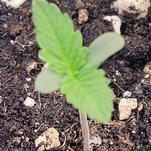 Pearly of Jamaica growlog timeline photo