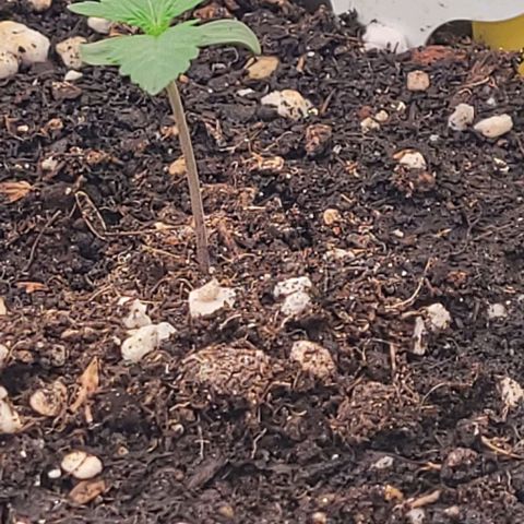 Fast Diesel growlog timeline photo