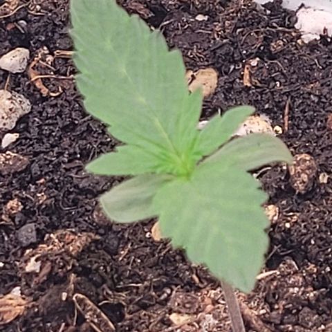 Fast Diesel growlog timeline photo