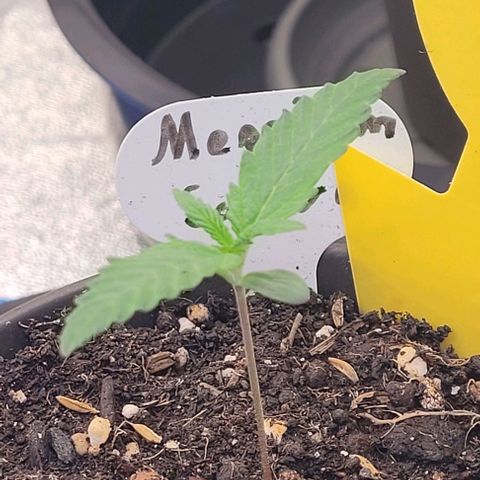 Mexy growlog timeline photo