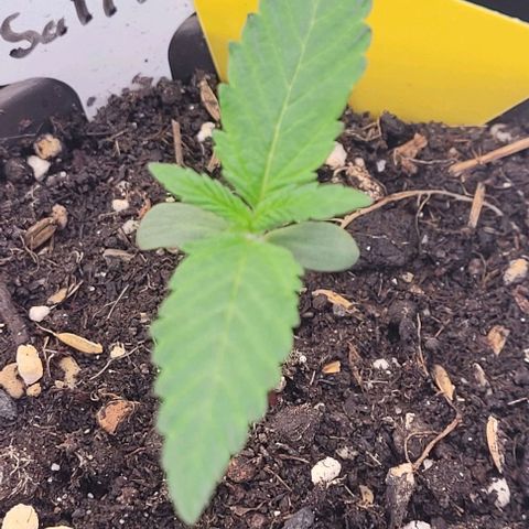 Mexy growlog timeline photo