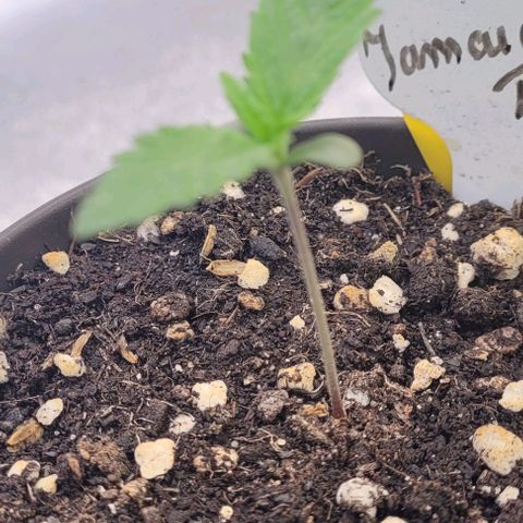 Pearly of Jamaica growlog timeline photo