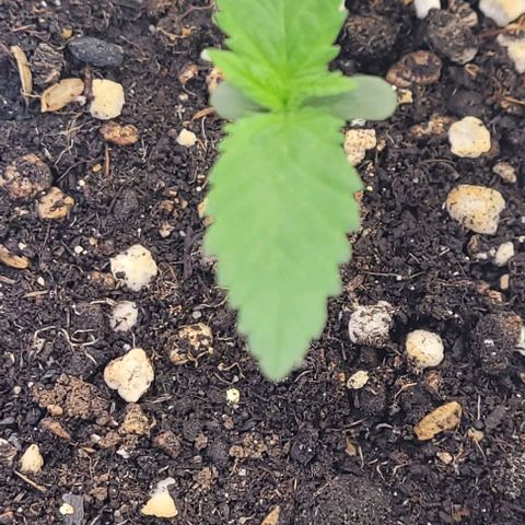Pearly of Jamaica growlog timeline photo
