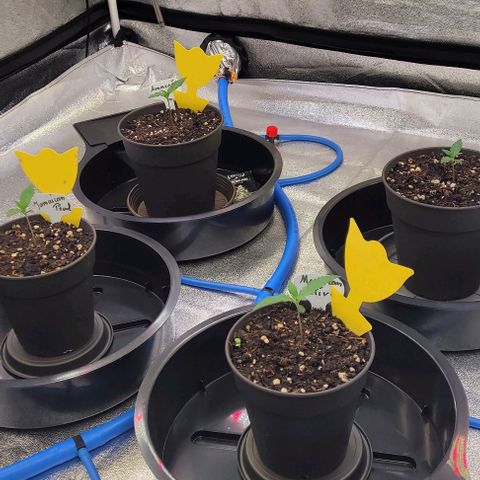 Mexy growlog timeline photo